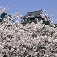岡崎城公園の桜1