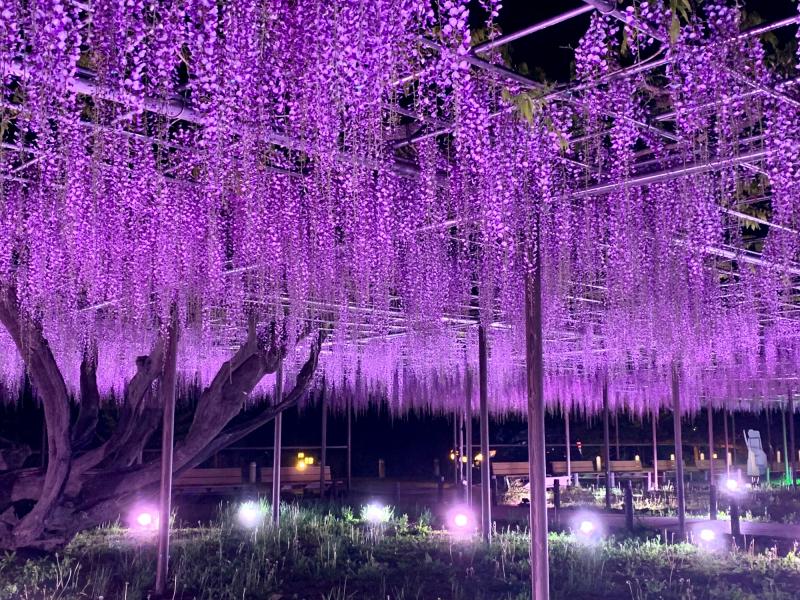五万石ふじ