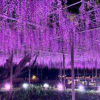 五万石ふじ