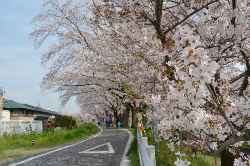 伊賀川沿い桜（稲熊町）