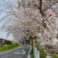 伊賀川沿い桜（稲熊町）