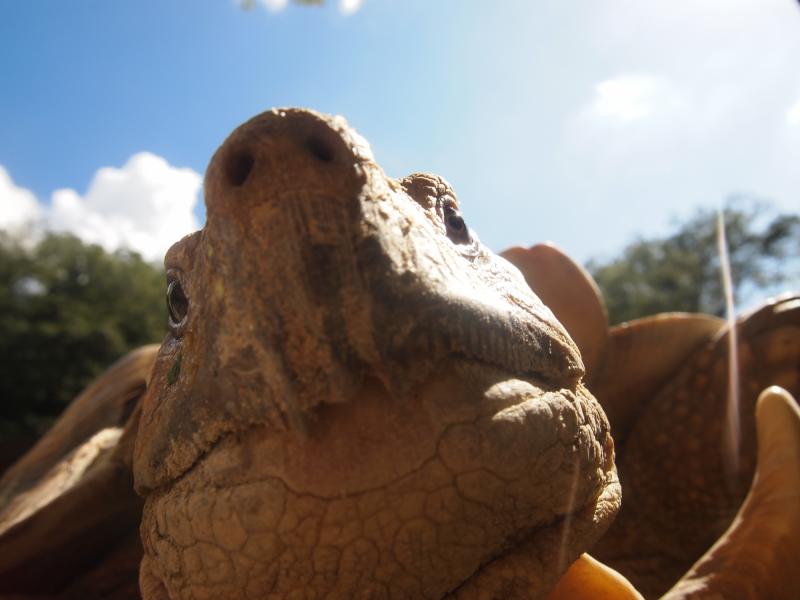 東公園動物園（けづめリクガメ）