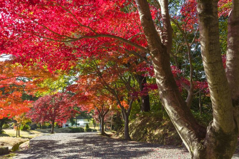 東公園紅葉