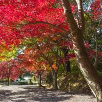 東公園紅葉