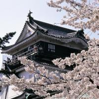 岡崎城と桜