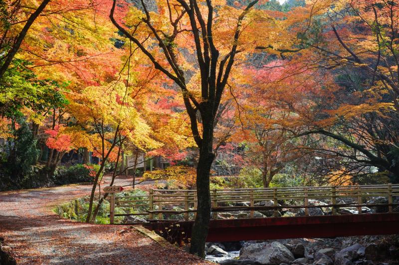 くらがり渓谷紅葉