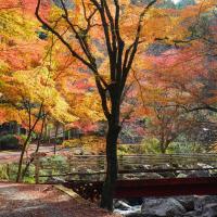くらがり渓谷紅葉