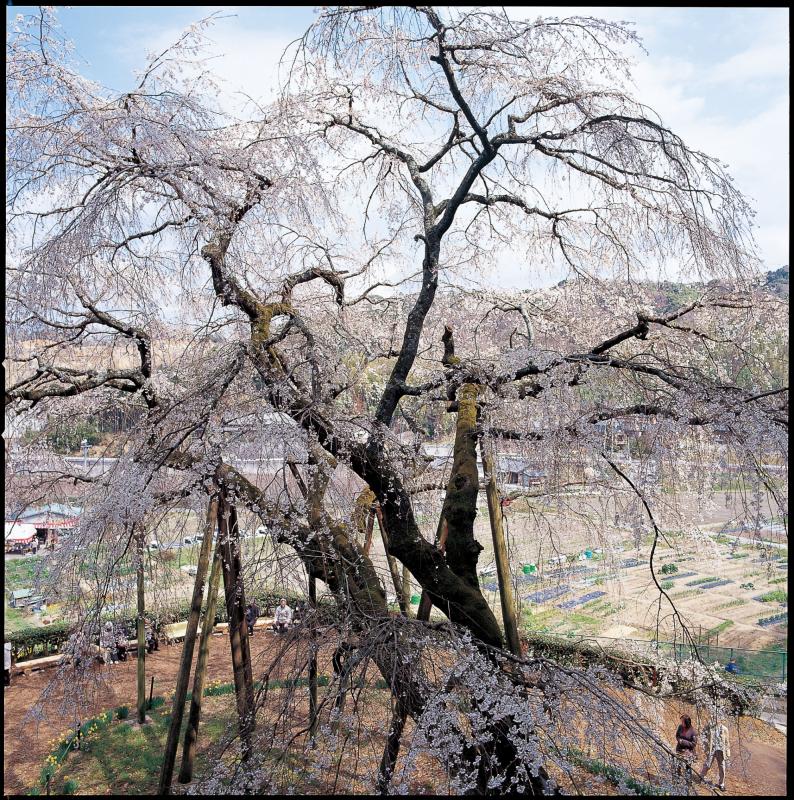 奥山田しだれ桜1