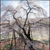 奥山田しだれ桜1