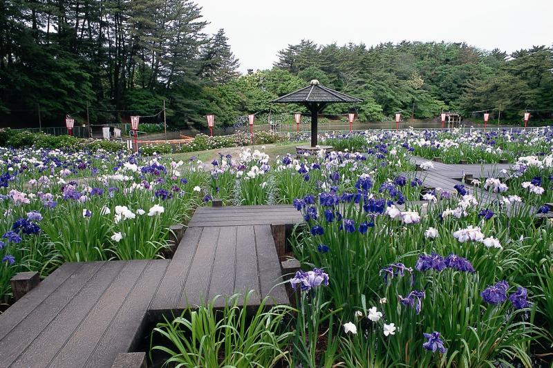 東公園花菖蒲2