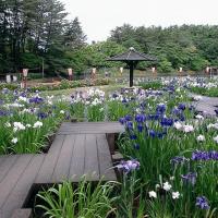 東公園花菖蒲2